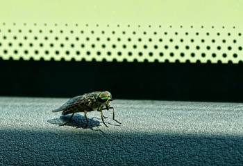 Czym zmyć owady z auta - domowe sposoby na usunięcie much i innych robaków z karoserii