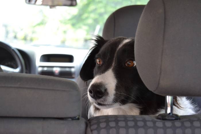 Pies w samochodzie – o czym zawsze powinieneś pamiętać?